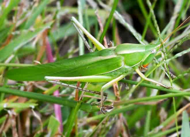 昆虫図鑑・クビキリギス